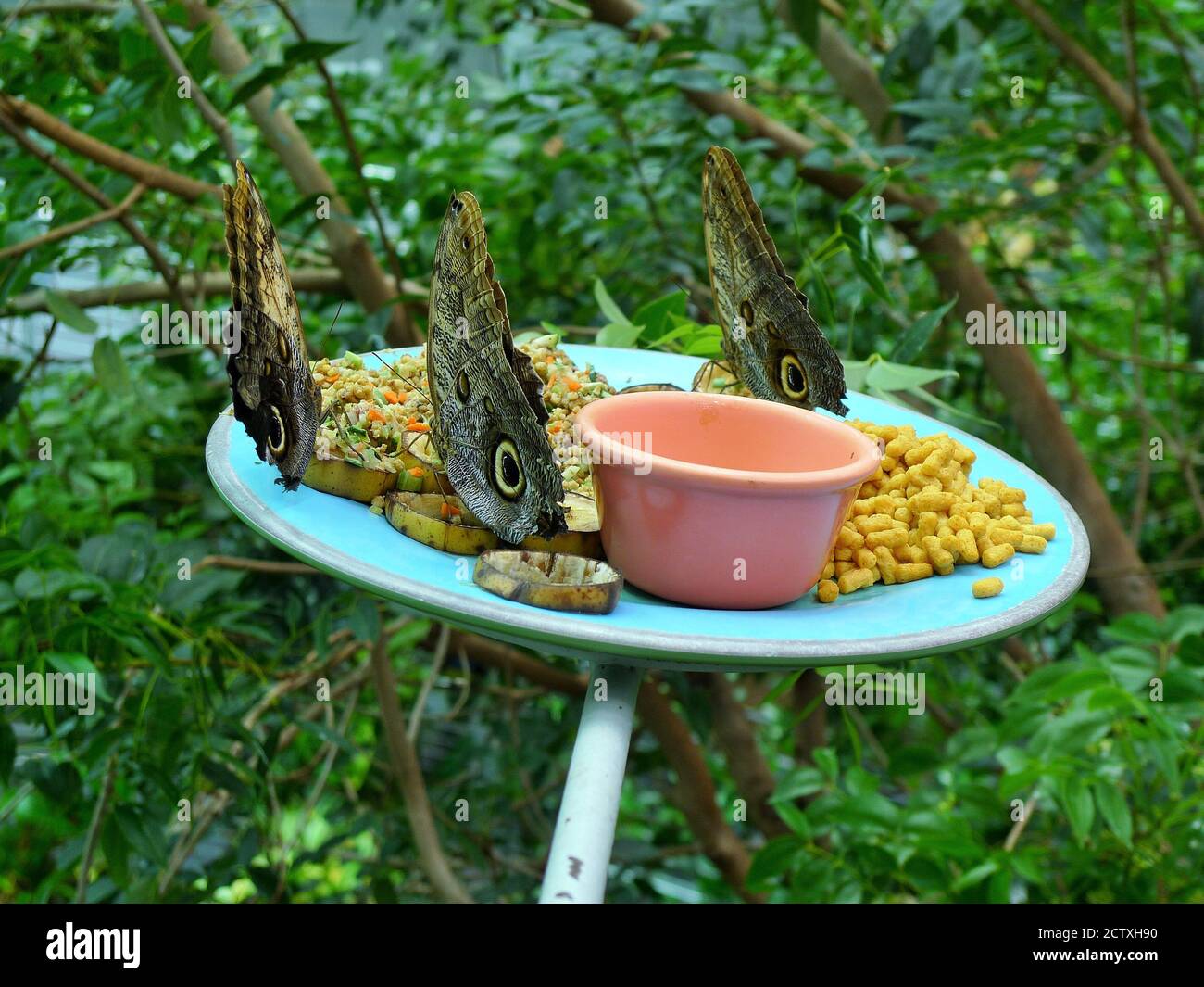 TWO BUTTERFLIES INSIDE THE BUTTERFLY HOUSES Stock Photo Alamy