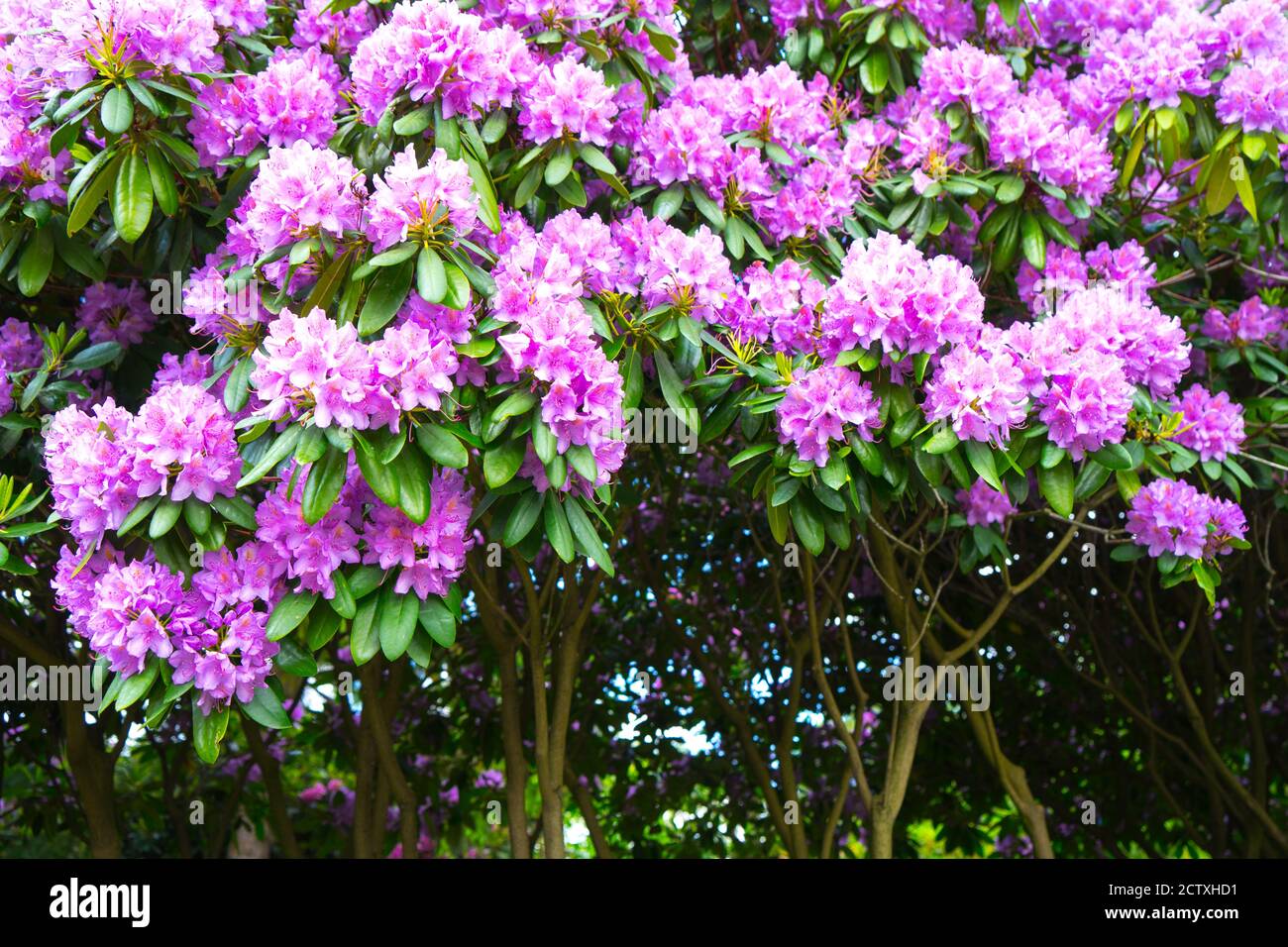 Shrub of a blossoming pink and lilac oleander. Flowering plants in nature and in the city. Stock Photo