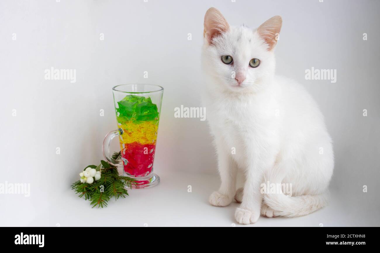 A white cat sits on a white background next to a glass of marmalade,looking at the camera. Space for your text Stock Photo