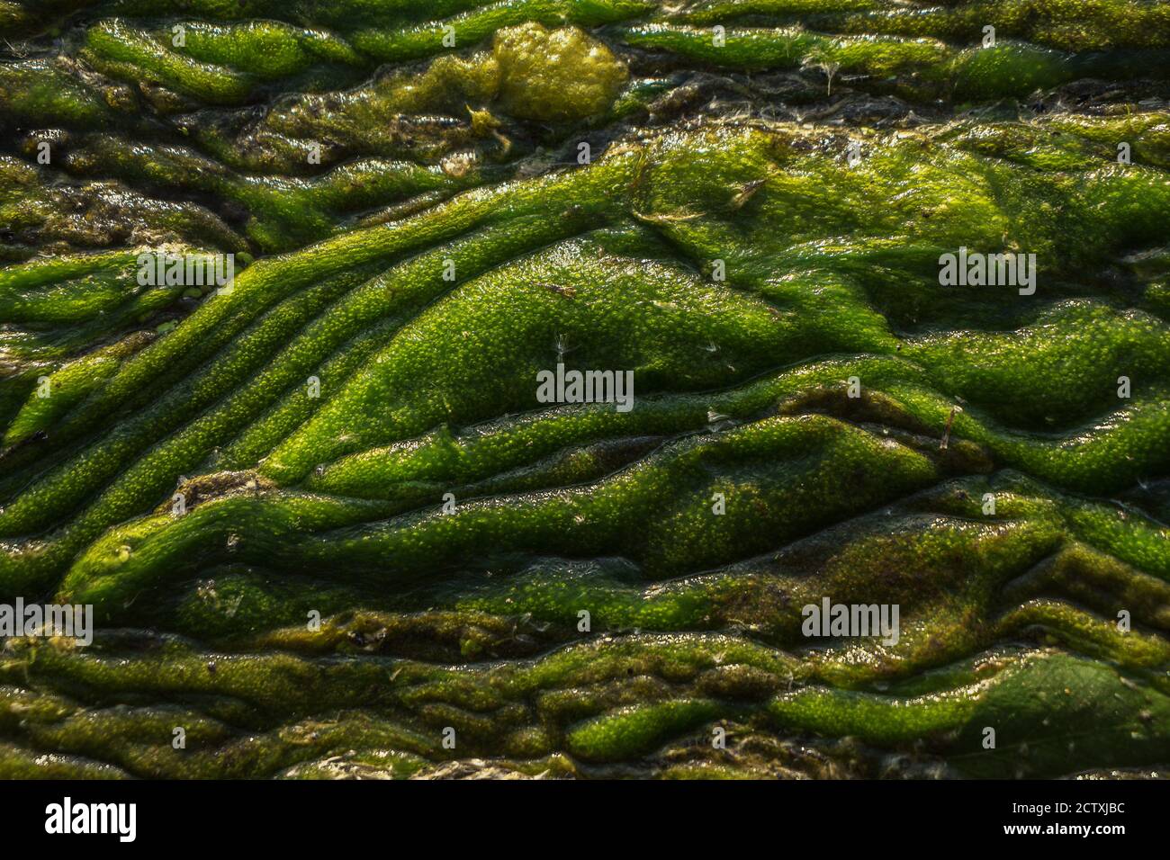 Green swampy abstract texture. View of algae and swamp close up. Abstract background. Stock Photo