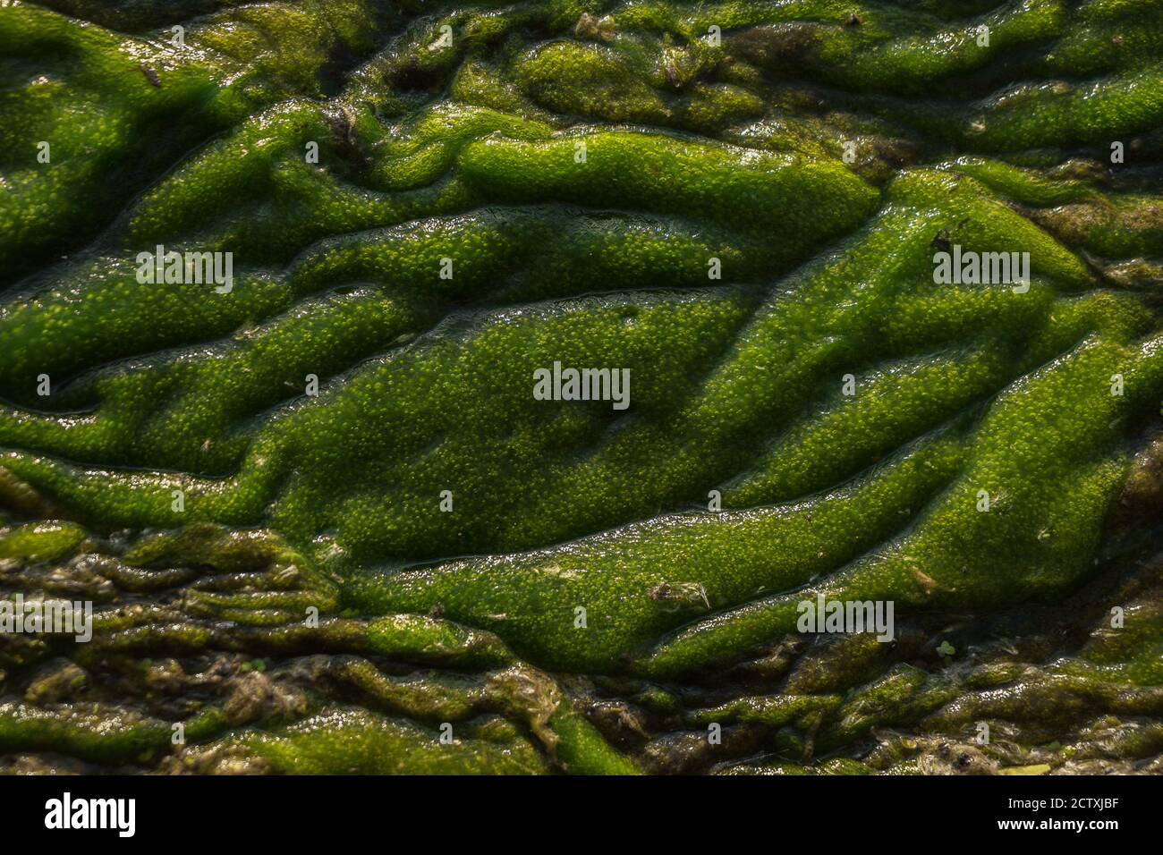 Green swampy abstract texture. View of algae and swamp close up. Abstract horizontal background. Stock Photo