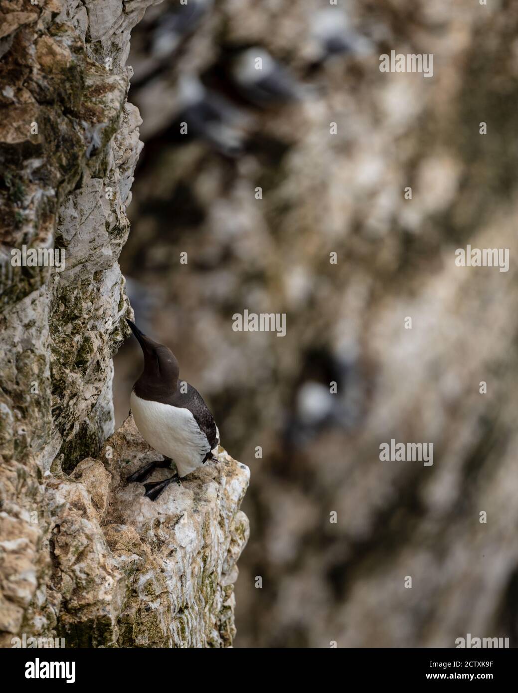 Little bird on cliff taking a break Stock Photo Alamy