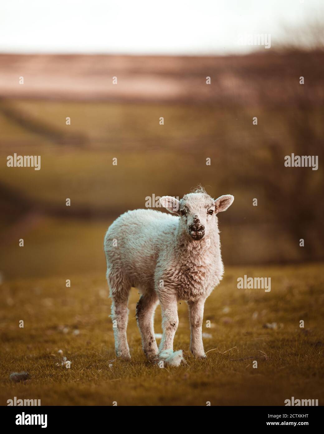 Lamb standing in a field looking towards me Stock Photo - Alamy