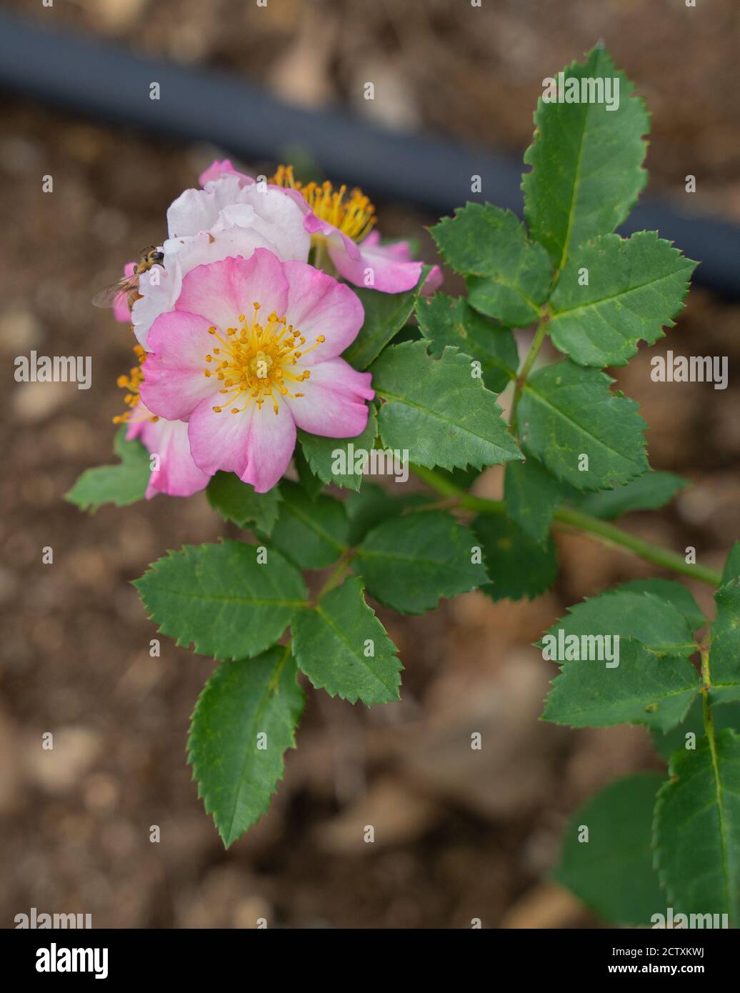 Flowering of wild pink Mountain Rose (Rosa pendulina) Stock Photo