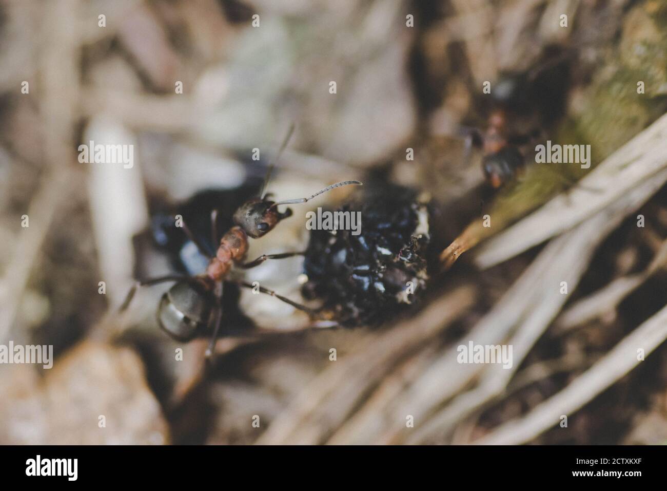 ants eating an insect Stock Photo Alamy