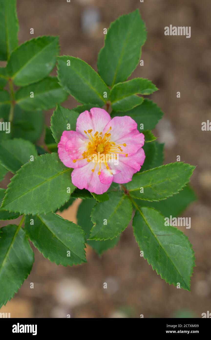 Alpine Rose (rosa Pendulina) High Resolution Stock Photography and ...