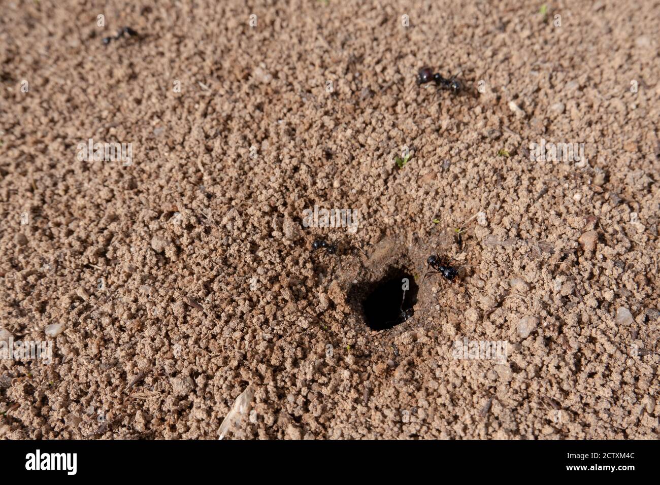 Ants working around the anthill. Stock Photo