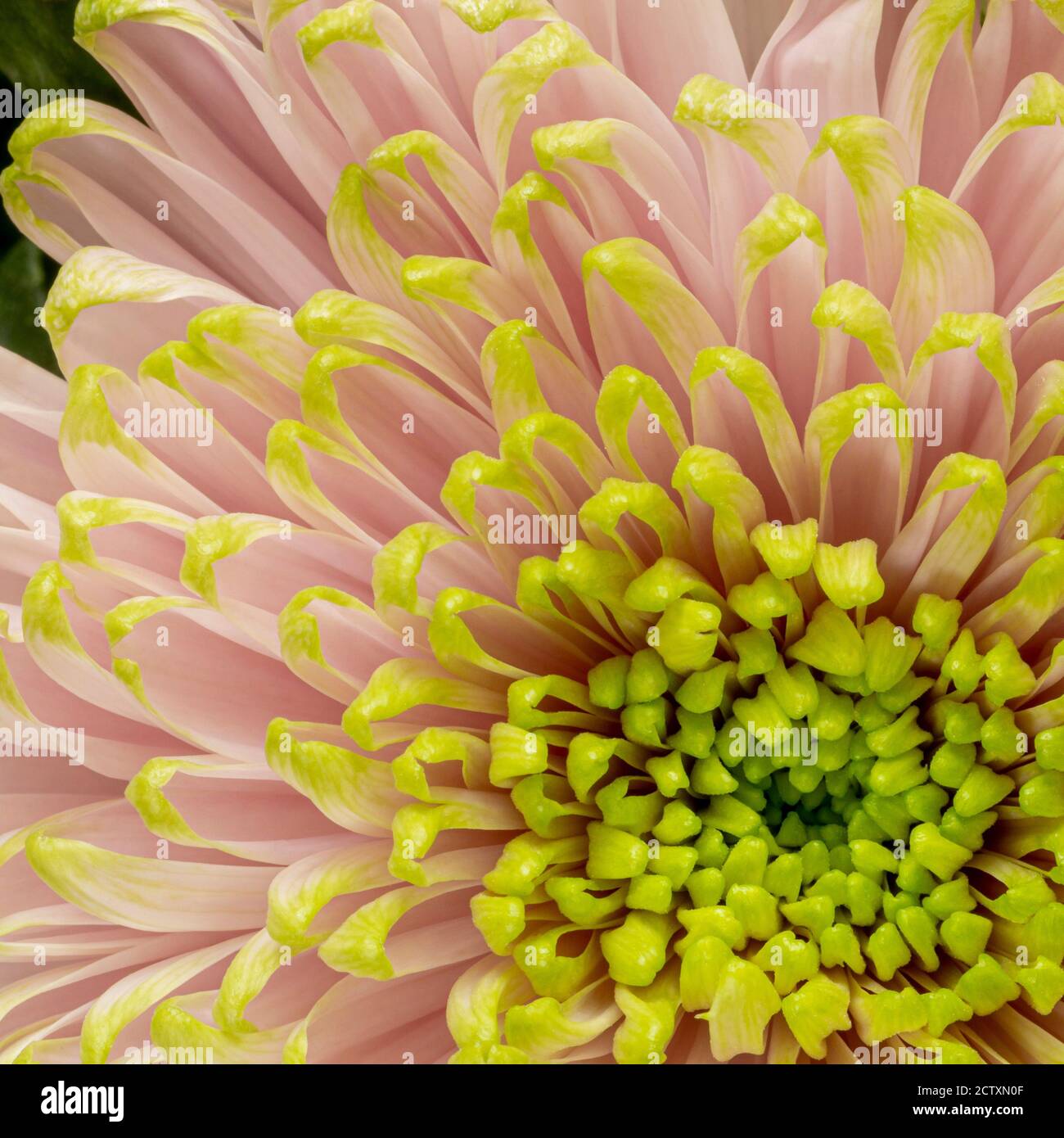 Closeup of a chrysanthemum flower with pale pink petals edged in green. Stock Photo