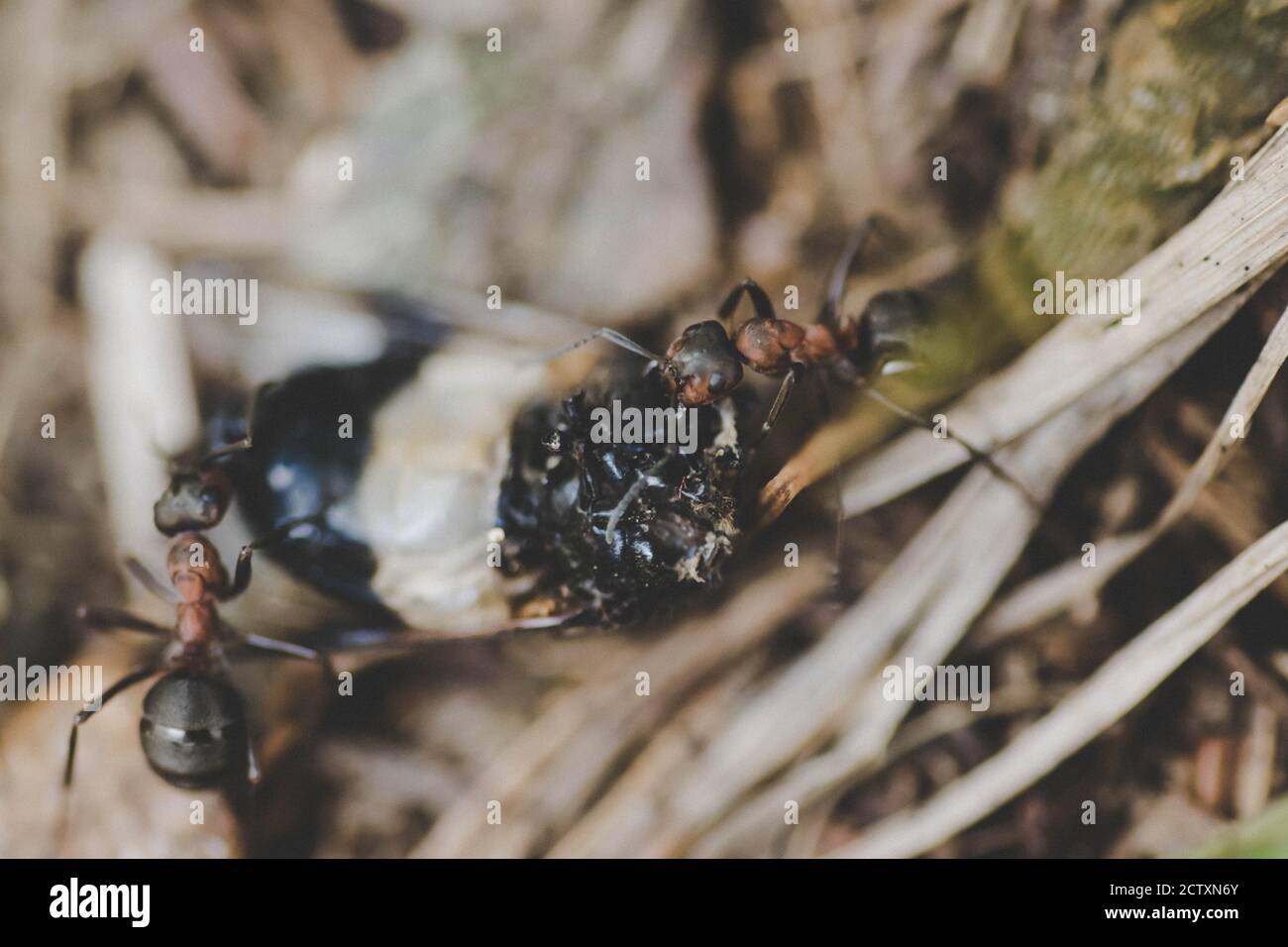 ants eating an insect Stock Photo - Alamy