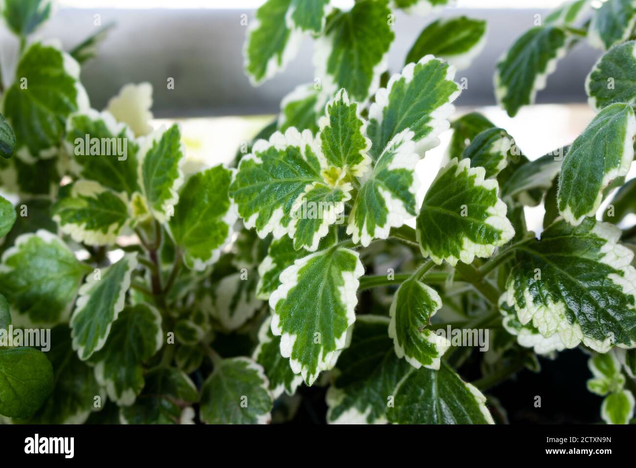 Incense plants, variegated leaves of Plectranthus coleoides plant