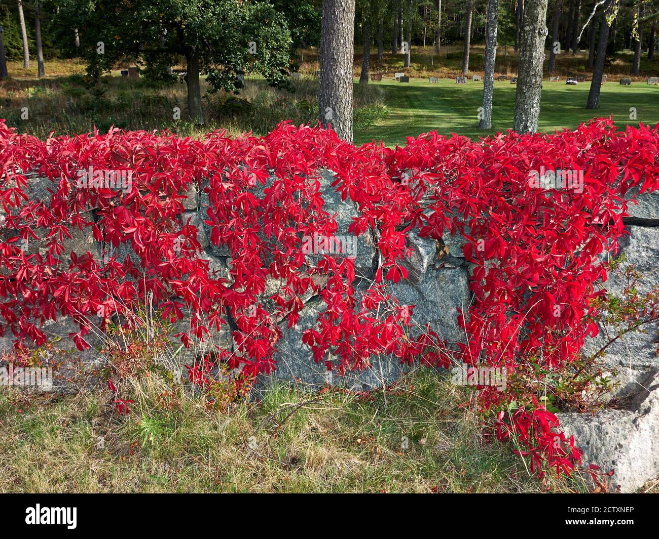 Autumn Virginia Creeper Vine Growing On A Fieldstone Wall Virginia Autumn Virginia Creeper Vine Growing On A Fieldstone Wall Virginia