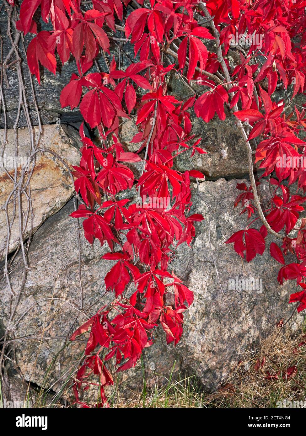 Autumn Virginia creeper vine growing on a fieldstone wall.Virginia Creeper (Parthenocissus quinquefolia) turned red in autumn Stock Photo