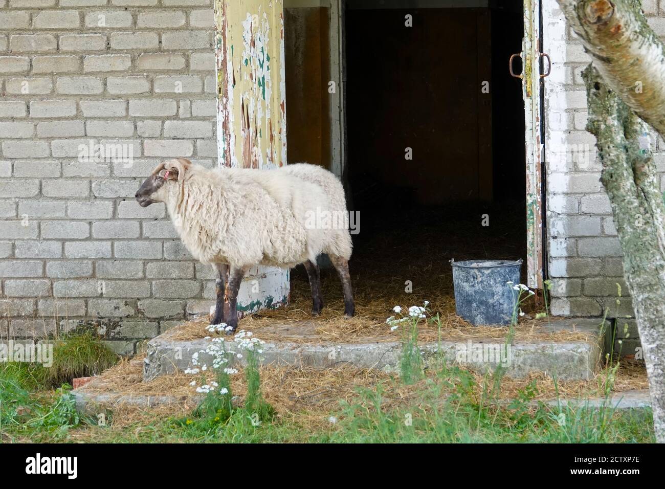 Sheep in old abandoned farm at estonia Stock Photo