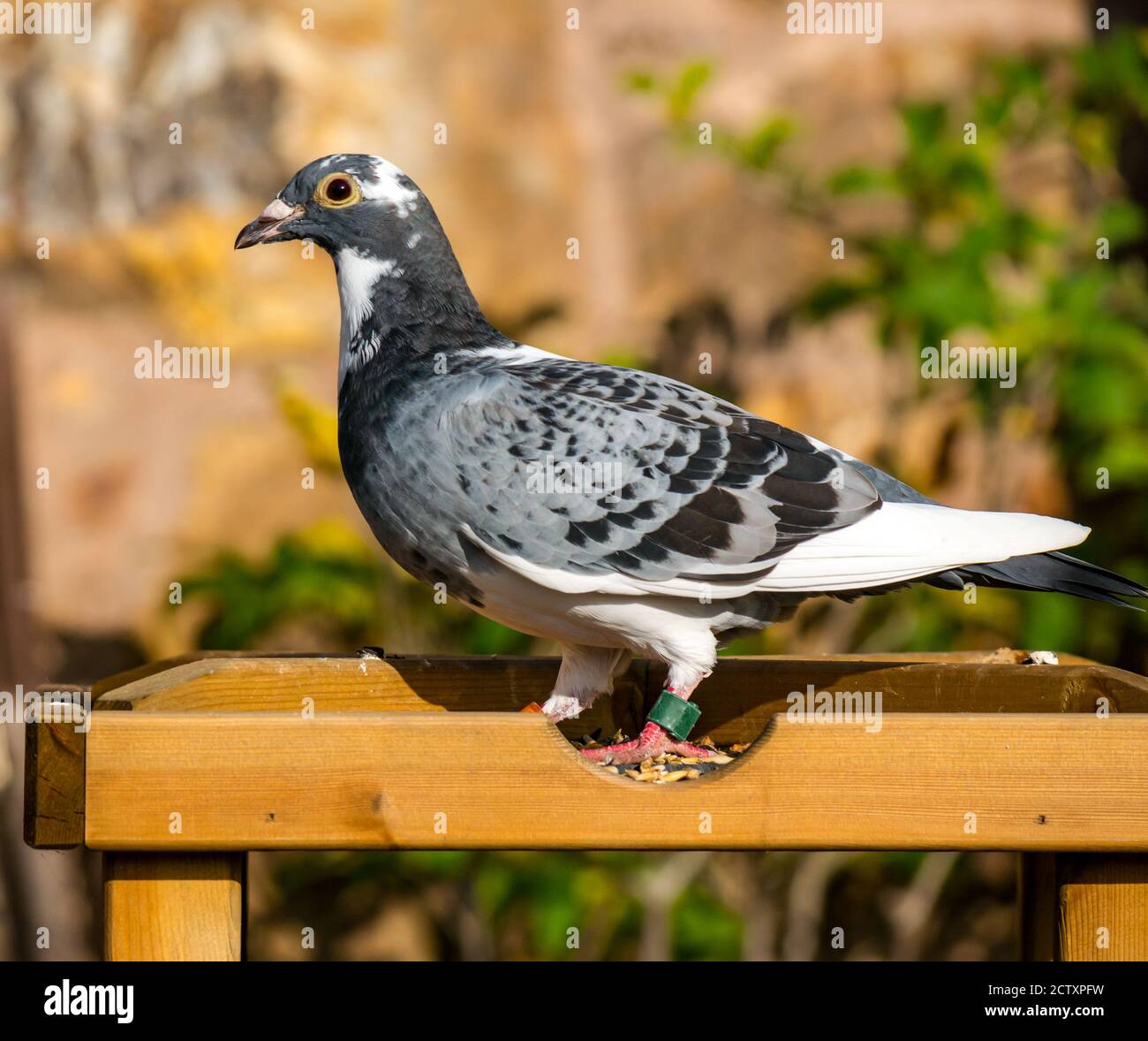 Racing pigeon (Columba livia domestica), homing or messenger pigeon at bird feeder in sunshine, Scotland, UK Stock Photo