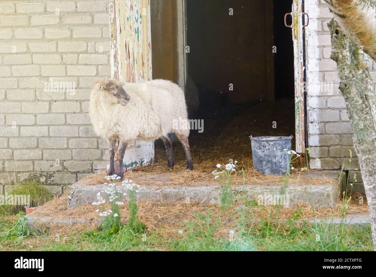 Sheep in old abandoned farm at estonia Stock Photo