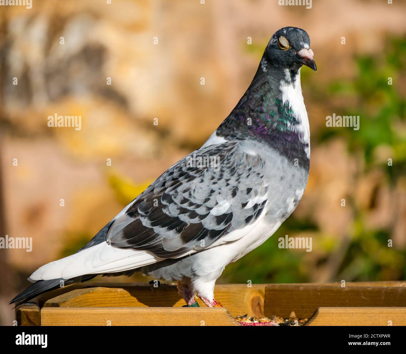 Racing pigeon (Columba livia domestica) homing or messenger pigeon at