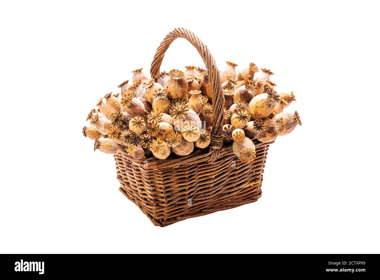 A bunch of dried poppy flower seed pods in a wicker basket isolated on white background. Stock Photo