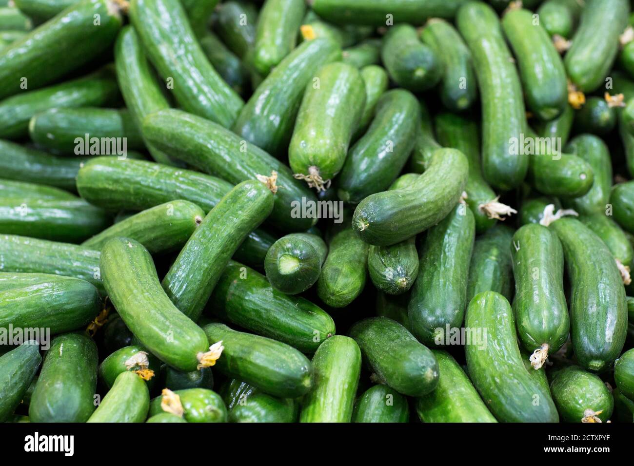 Pile of cucumbers close-up in a healthy food market. Stock Photo