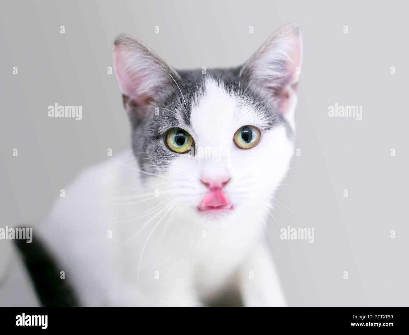 A gray and white shorthair kitten looking at the camera and licking its lips Stock Photo