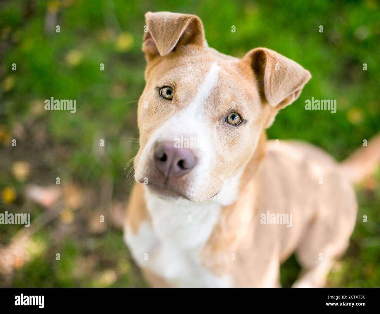Does It Hurt Dogs To Fold Their Ears Back
