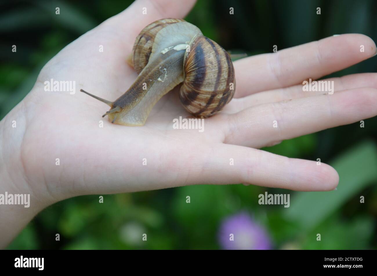 A snail on child or woman hand on the green nature background. medicine ...