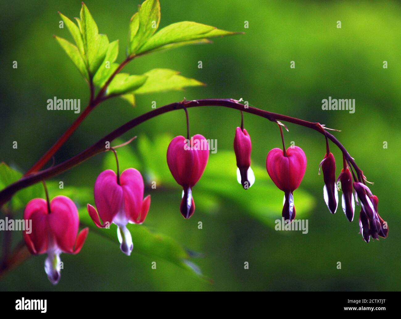 Dicentra spectabilis june hires stock photography and images Alamy