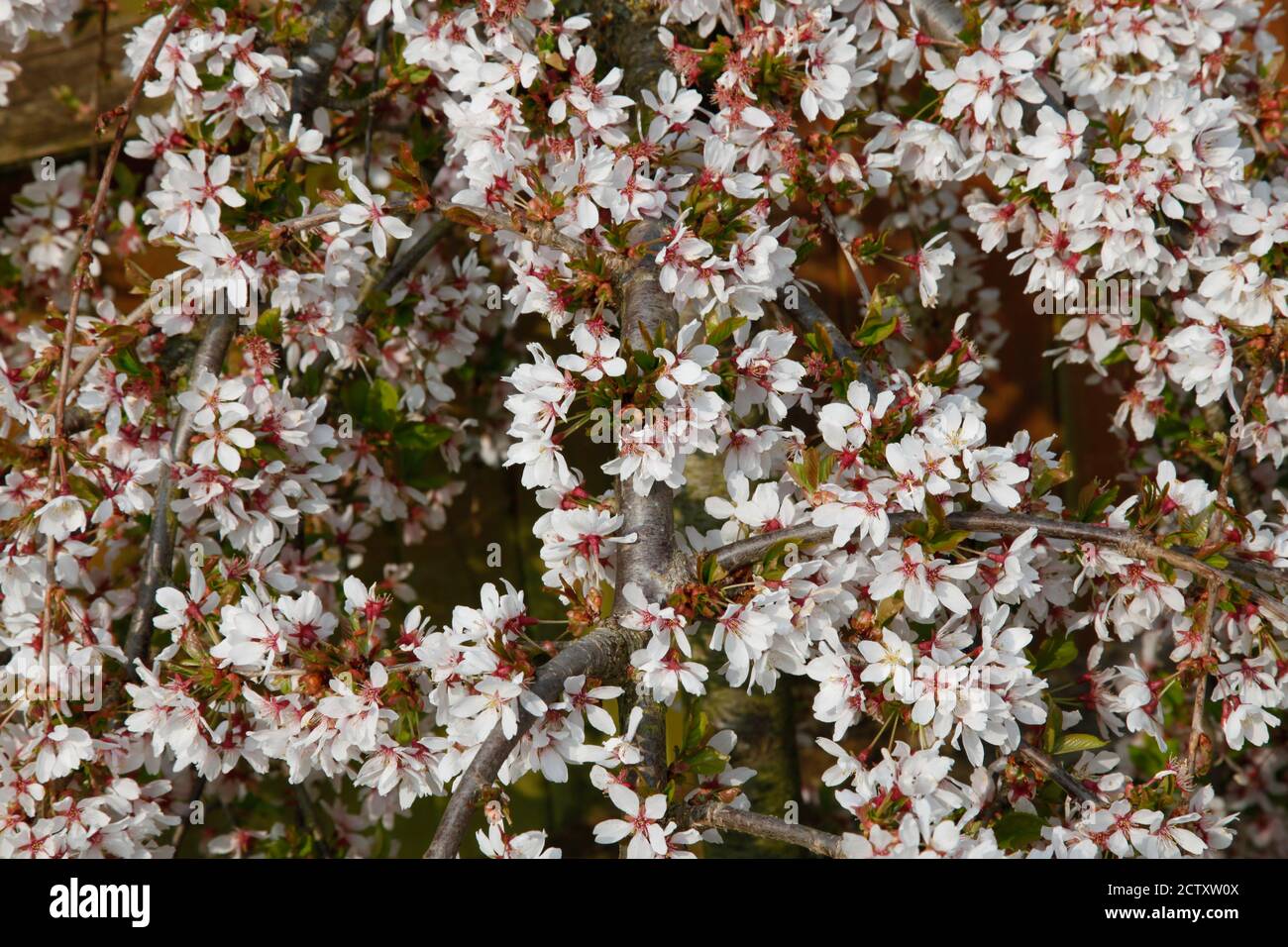 White blossom on a dwarf weeping cherry tree 'Prunus incisa Pendula' Stock Photo