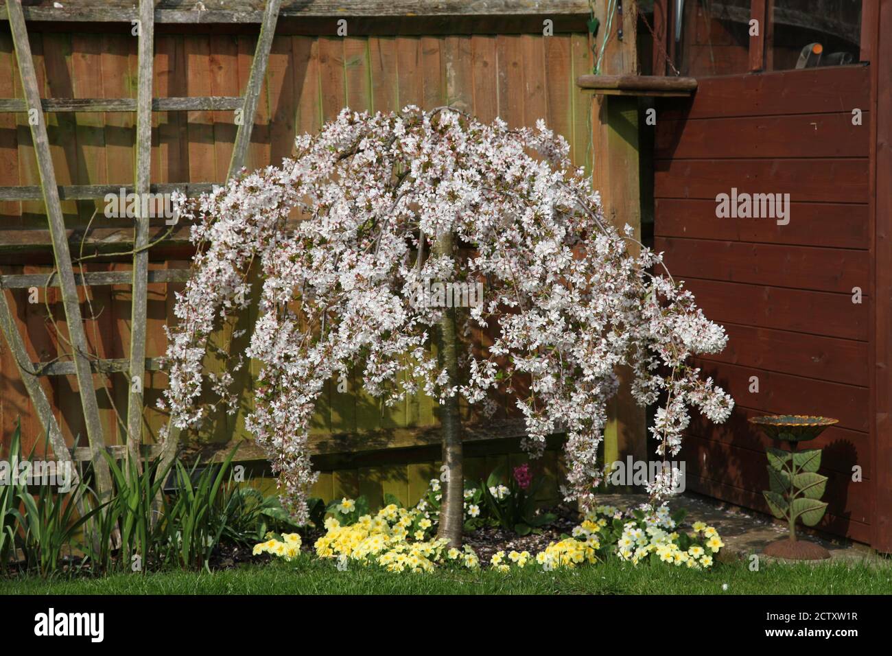 White blossom on a dwarf weeping cherry tree 'Prunus incisa Pendula' Stock Photo