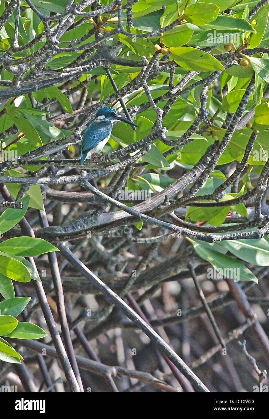 Cerulean Kingfisher (Alcedo coerulescens) adult male perched on branch in mangrove  Bali Barat NP, Bali, Indonesia          July Stock Photo