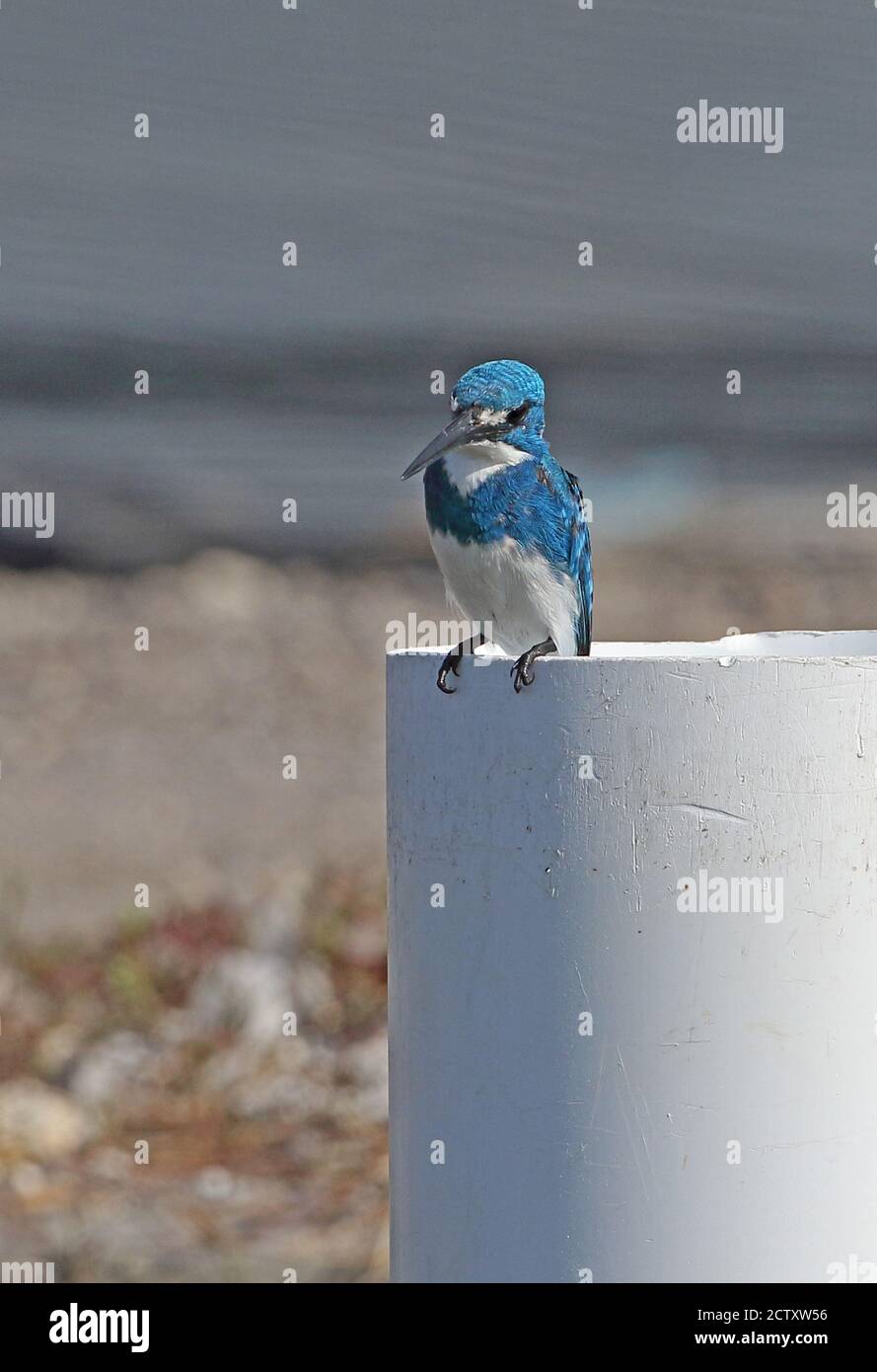 Cerulean Kingfisher (Alcedo coerulescens) adult male perched on pipe at fish farm  Bali, Indonesia          July Stock Photo