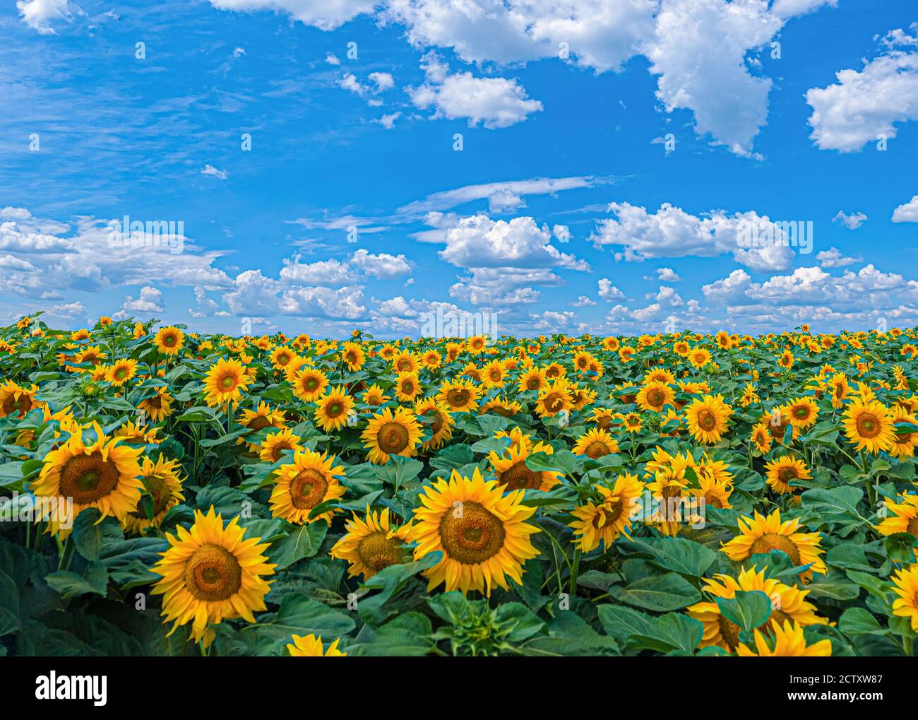 field of yellow sunflowers Helianthus under the blue sky with clouds