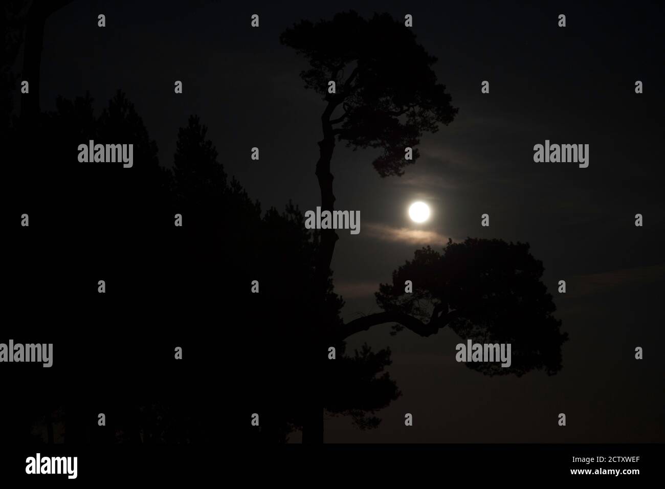 Striking effect of the full moon creating silhouettes of trees Stock Photo