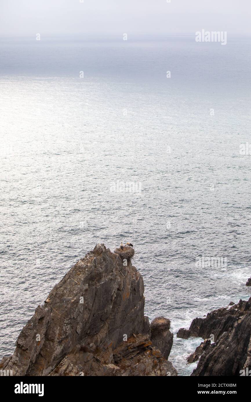 Storks nesting on the cliffs in cape Sardão, Odemira, Alentejo, in Portugal. The only site known in the world where storks nest in cliffs. Stock Photo