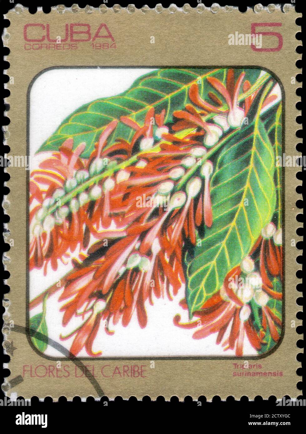 Saint Petersburg, Russia - September 18, 2020: Stamp printed in the Cuba the image of the Triplaris surinamensis, circa 1984 Stock Photo