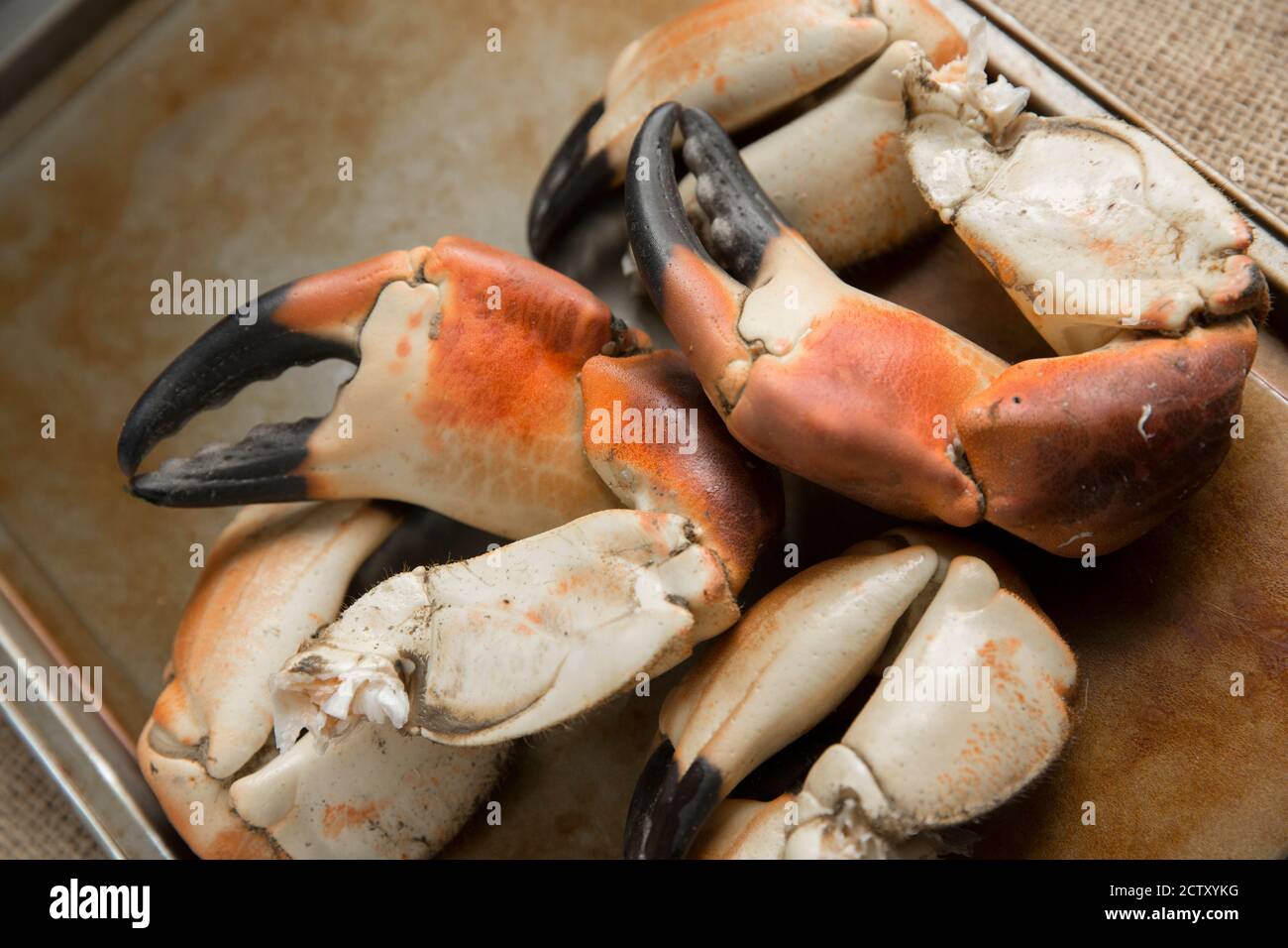 Boiled crab claws from a brown crab, Cancer pagurus, ready to be prepared for various dishes