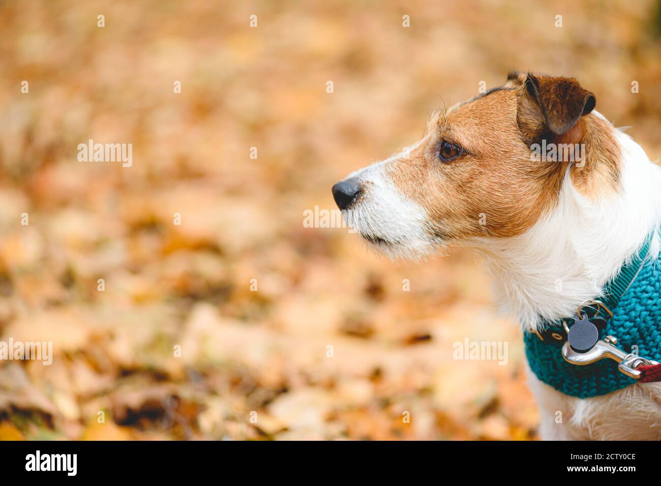 Small dog walking on leash on late autumn or early winter day against brown background with copy space Stock Photo