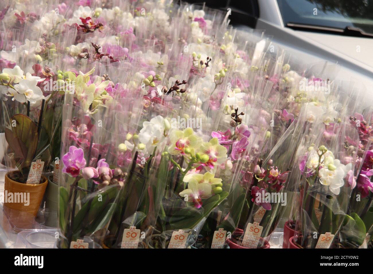 Orchids packed in plastic foil to be delivered to elder people isolated due to the corona lockdown. 250 volunteers deliverd these in the municipality Stock Photo