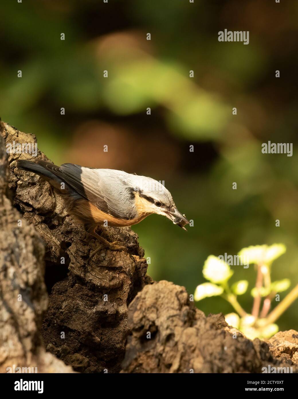 Hungry Nuthatch, Sitta europaea, with sunflowers seed perched on tree trunk Stock Photo