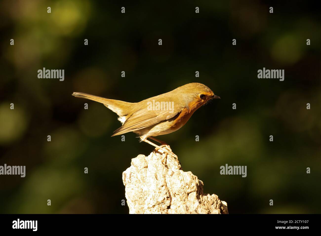 Highlighted Robin redbreast, Erithacus rubecula, perched on tree stump with green bokeh background Stock Photo