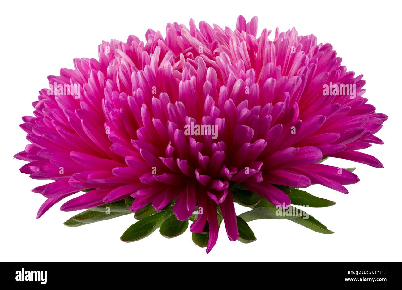 Pink Aster Flower Isolated On A White Background Stock Photo Alamy