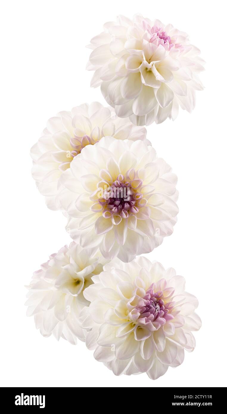 Peony Dahlias High Resolution Stock Photography and Images - Alamy