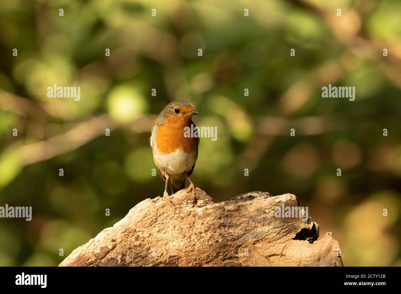 Cheerful Robin redbreast, Erithacus rubecula, perched on tree stump with bokeh background Stock Photo