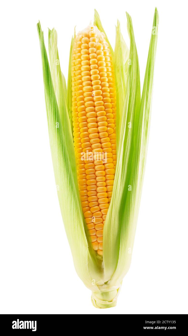 corn ear with husk isolated on a white background Stock Photo Alamy