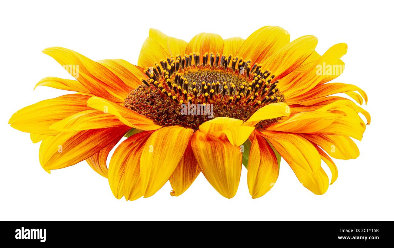 sunflower isolated on a white background Stock Photo - Alamy