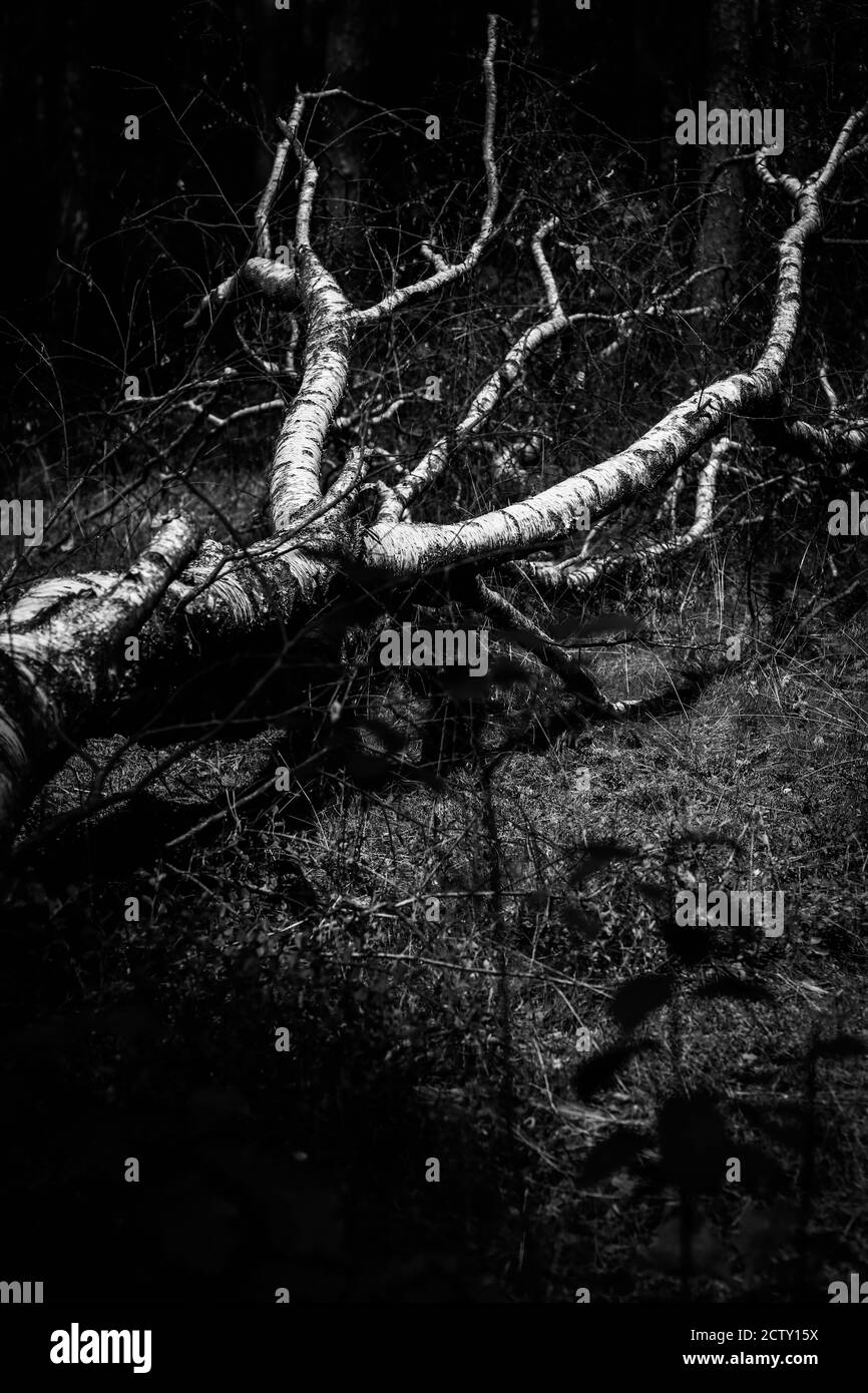 Birch fallen down by fierce tempest in the middle of young forest, black and white image Stock Photo