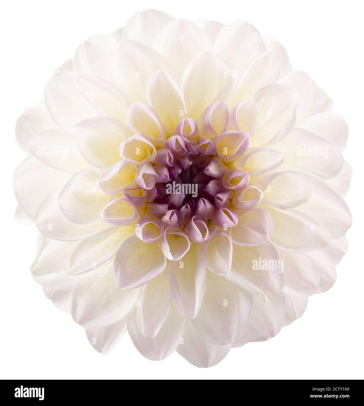 white dahlia isolated on a white background Stock Photo - Alamy