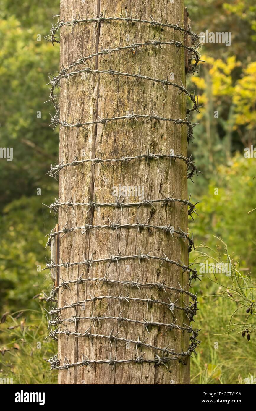 Barbed wire wrapped around rural wooden post in countryside. Concept of protection and security. Stock Photo