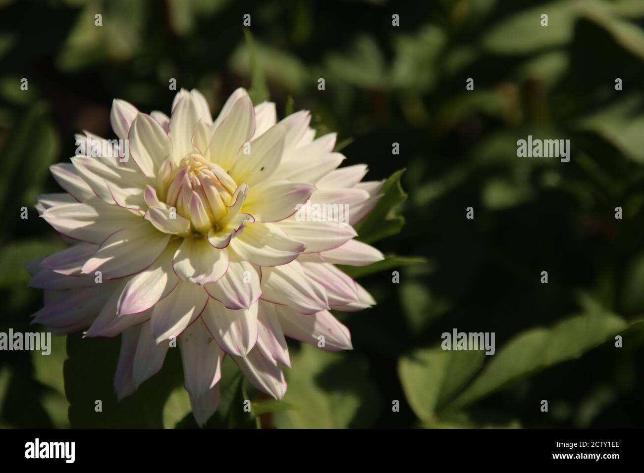 White with pink edge flower head of the Dahlia plant in a garden Stock ...