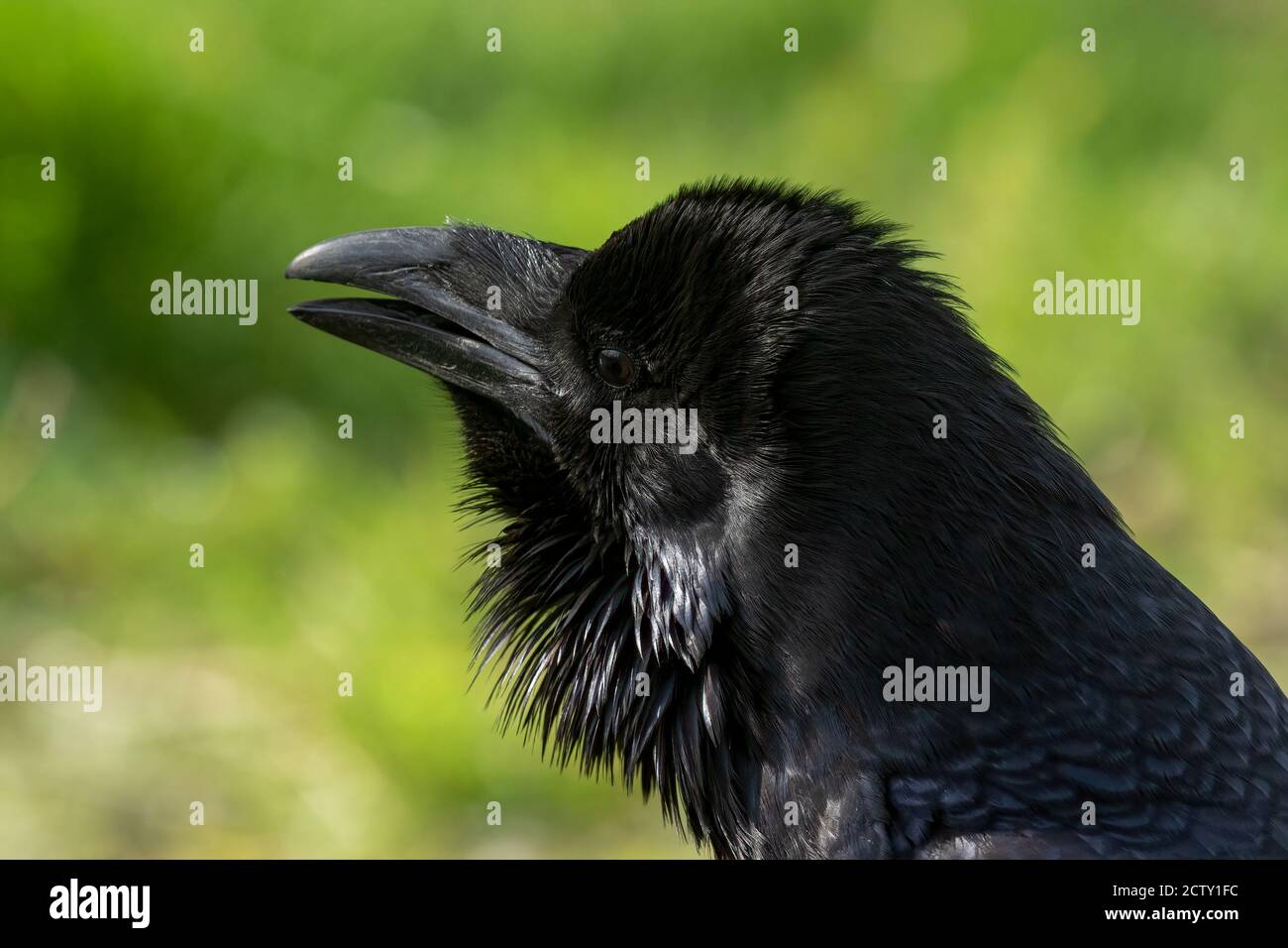 Magnificient jet black Raven, Corvus corax, with strong beak slightly open against green background Stock Photo