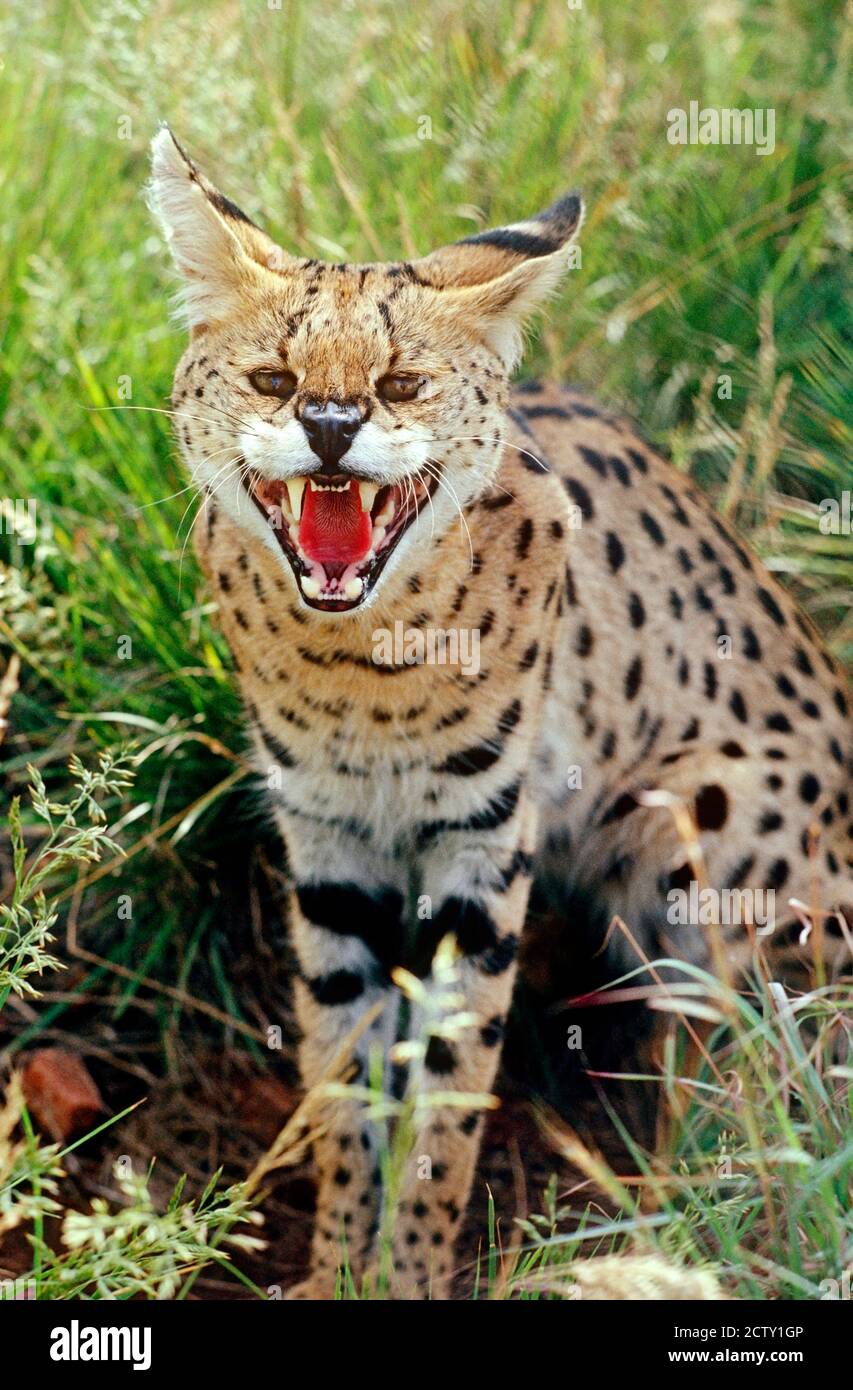 Serval (Leptailurus serval) in Cape Town, South Africa Stock Photo Alamy